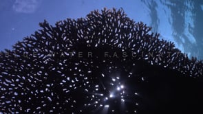 2011_Light passing through table coral
