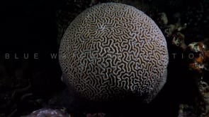2040_Brain coral at night
