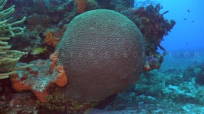 2080_Brain coral on coral reef