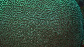 2081_Big brain coral details