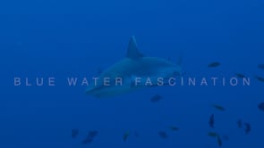 0079_grey reef shark coming in