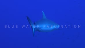 0338_grey reef shark passing camera