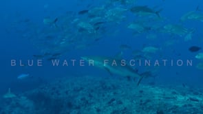 0343_grey reef shark and jackfish
