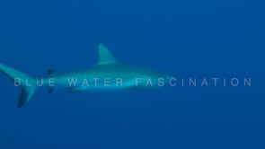 0676_grey reef shark swimming blue ocean