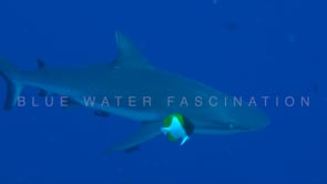 0677_grey reef shark close