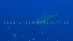 0869_grey reef shark and fishes