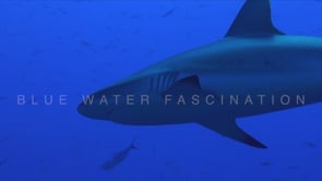 1579_grey reef shark close up underneath
