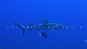 1581_juvenile grey reef shark swimming in blue