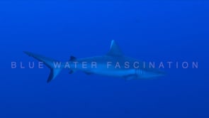 1582_Grey reef shark swimming in blue