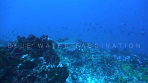 1672_Grey reef shark swimming over reef