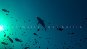 1895_silhouette grey reef shark and fish