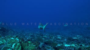 2493_Grey reef shark passing camera close showing eye