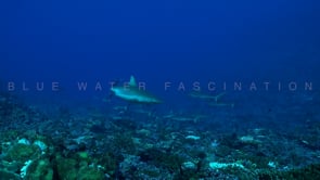 2494_Grey reef sharks swimming over coral reef 
