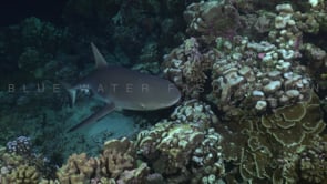 2536_Grey reef shark close up swimming over coral reef at night