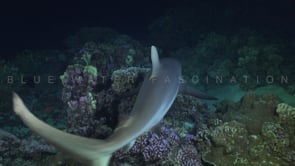 2537_Grey reef shark close up on coral reef at night