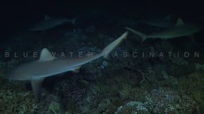 2539_Many Grey reef sharks swimming close by at night
