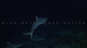 2540_Many Grey reef sharks swimming close by at night