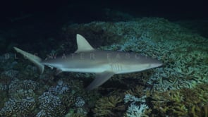 2542_grey reef shark passing close by at night