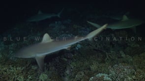 2543_Many grey reef sharks on coral reef at night