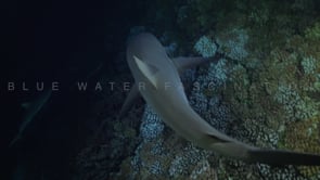 2544_Grey reef shark swimming towards camera at night