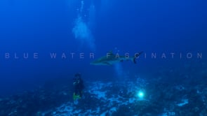 2545_Grey reef shark and scuba diver