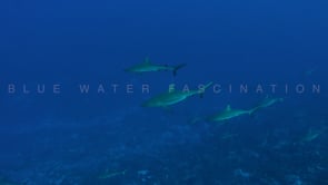 2547_Grey reef sharks swimming close by in the Blue ocean French Polynesia