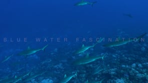 2548_grey reef sharks swimming in the blue in French Polynesia