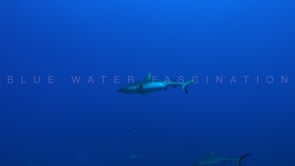 2550_Grey reef shark swimming in the blue ocean