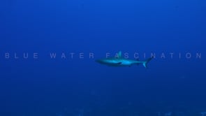 2551_Big grey reef shark swimming in the blue