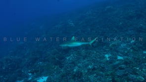 2553_Grey reef shark swimming along coral reef