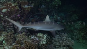 2538_Grey reef shark swimming over coral reef at night