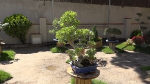 L'exposició de bonsais del CER s'allarga una setmana més