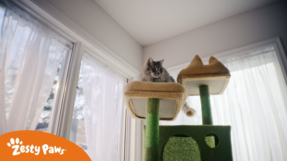 Zesty Paws | Flipped Tails - Cat :30