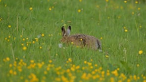 Hare and Green-Veined White