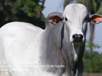 Lote 68