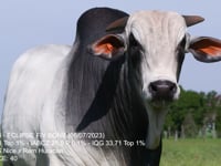 Lote 70