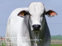 Lote 69