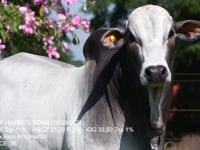Lote 67