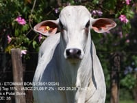 Lote 46