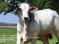 Lote 31