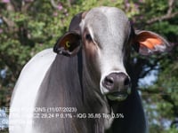 Lote 24