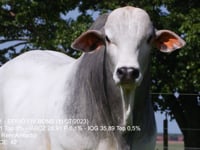 Lote 03
