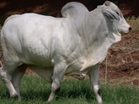 Lote 73