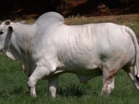 Lote 74