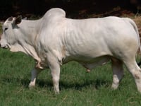 Lote 76