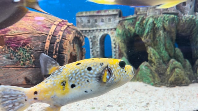 Hybrid Dogface Pufferfish WYSIWYG 3 video