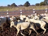 Lote 01P