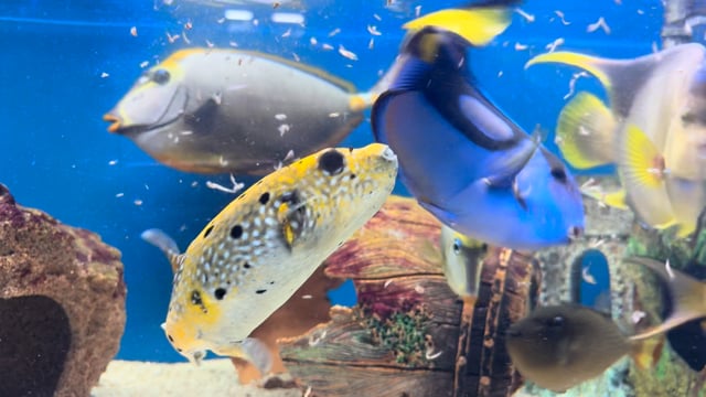 Hybrid Dogface Pufferfish WYSIWYG 3 video