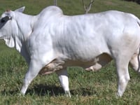 Lote 65