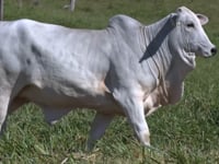 Lote 66